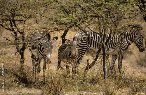 Z  bre de Gr  vy  Equus grevyi grevyi  Parc national de Samburu  Kenya