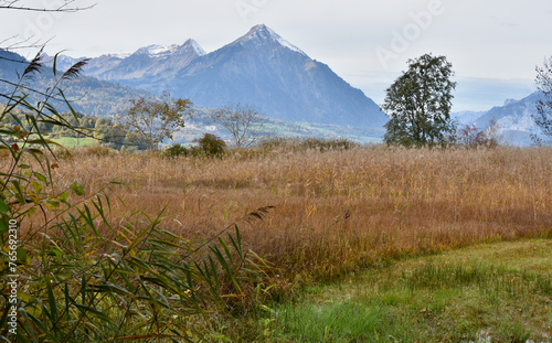 Tall Grass with Several Alpine Peaks in the Distance, Interlaken, Switzerland