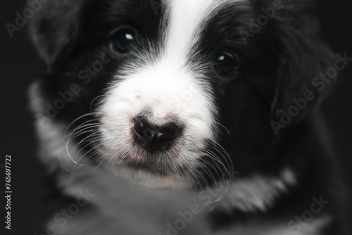 Close-up of a small black and white puppy. The nose and mustache are in focus. Border collie breed. © kazantsevaov
