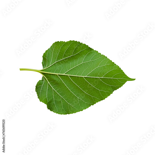 Green heart shaped leaves, Brightly Colorful leaves with jagged edges.
