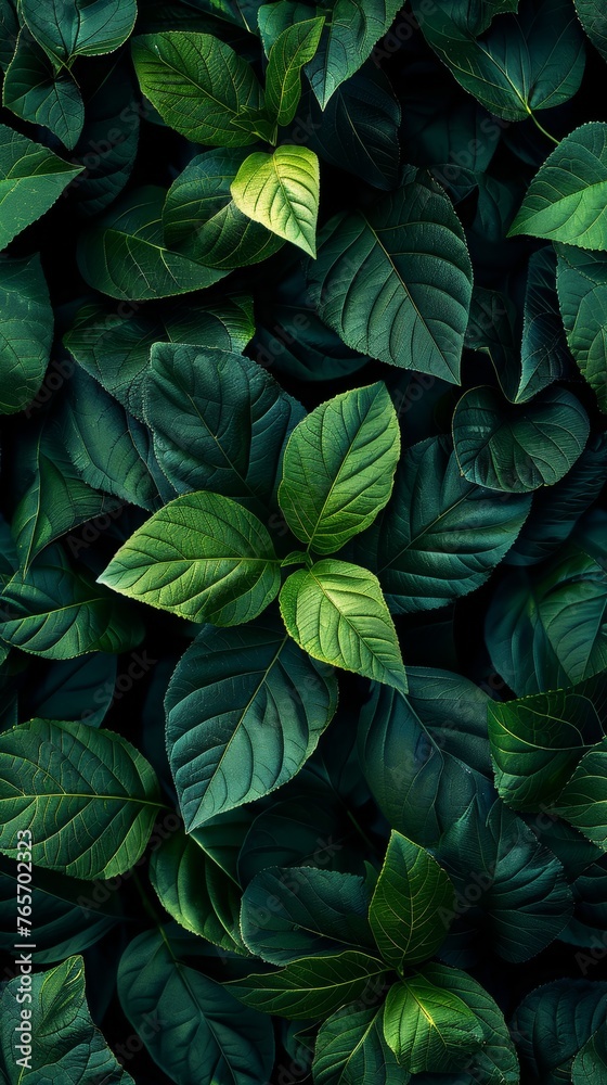 A close up of green leaves with a single leaf in the foreground