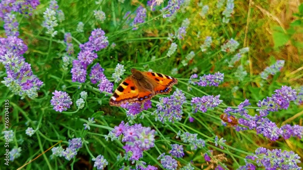 Orange butterfly aglais urticae rests on lavender flowers Orange butterfly aglais urticae rests on lavender flowers