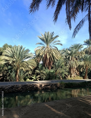 Nakheel trees ,North Sudan  photo