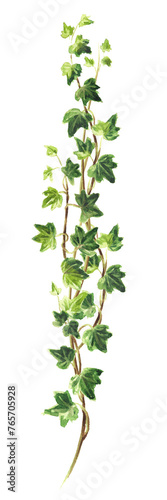 Ivy branch with green leaves border. Hand drawn watercolor illustration, isolated on white background