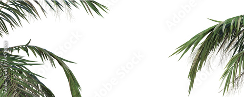 Plant and Tree Shadow With Transparent Background