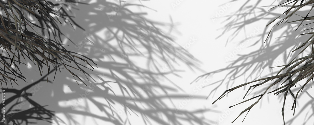 Fototapeta premium Abstract Tree Branch Shadows on White Background