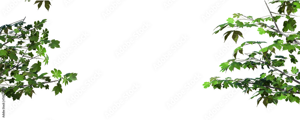 Plant and Tree Shadow With Transparent Background Plant and Tree Shadow With Transparent Background