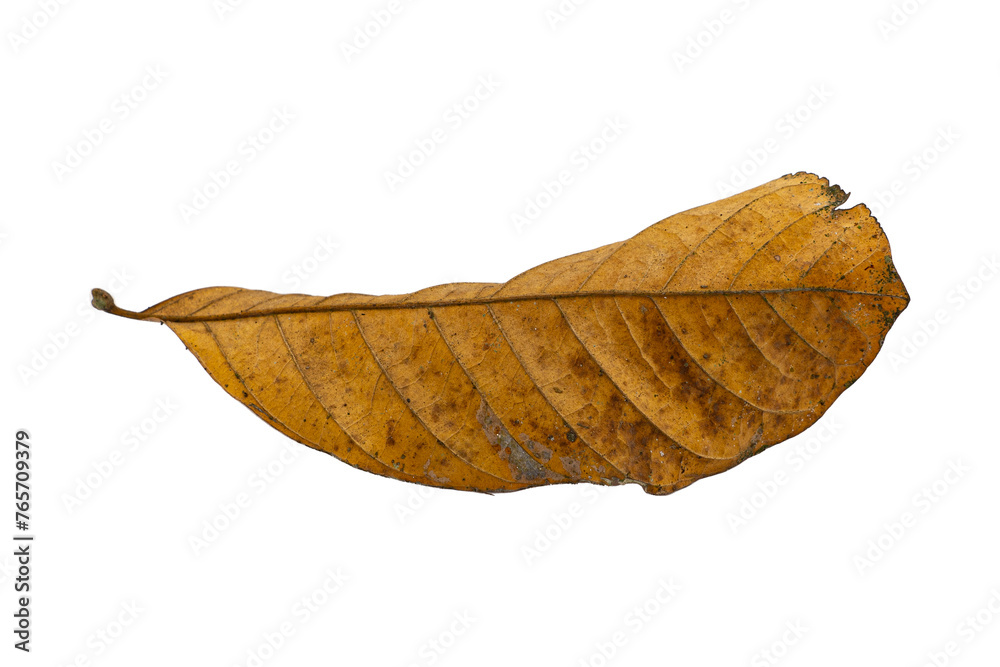 dry leaf closeup on the white background dry leaf closeup on the white background