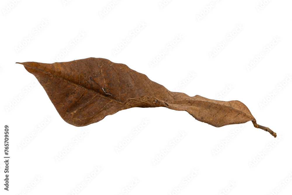 Fototapeta premium dry leaf closeup on the white background