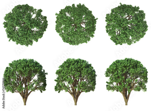 Beautiful Plant And Tree PNG Image - Top And Front View Of Trees