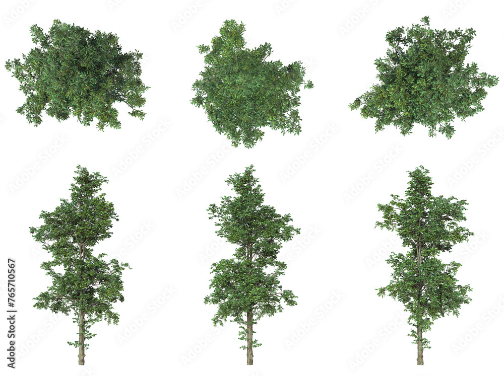 Obraz premium Beautiful Plant And Tree PNG Image - Top And Front View Of Trees