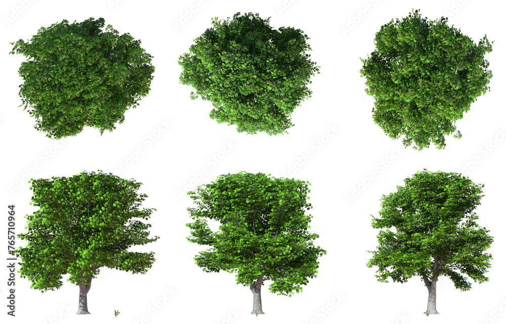 Fototapeta premium Six green deciduous trees with lush foliage on a white background