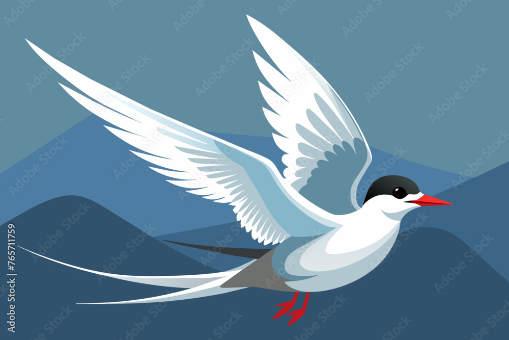 Fototapeta premium arctic tern 