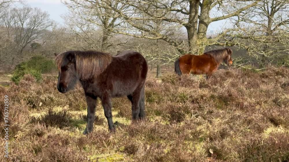 The Icelandic red horse is a breed of horse The Icelandic red horse is a breed of horse