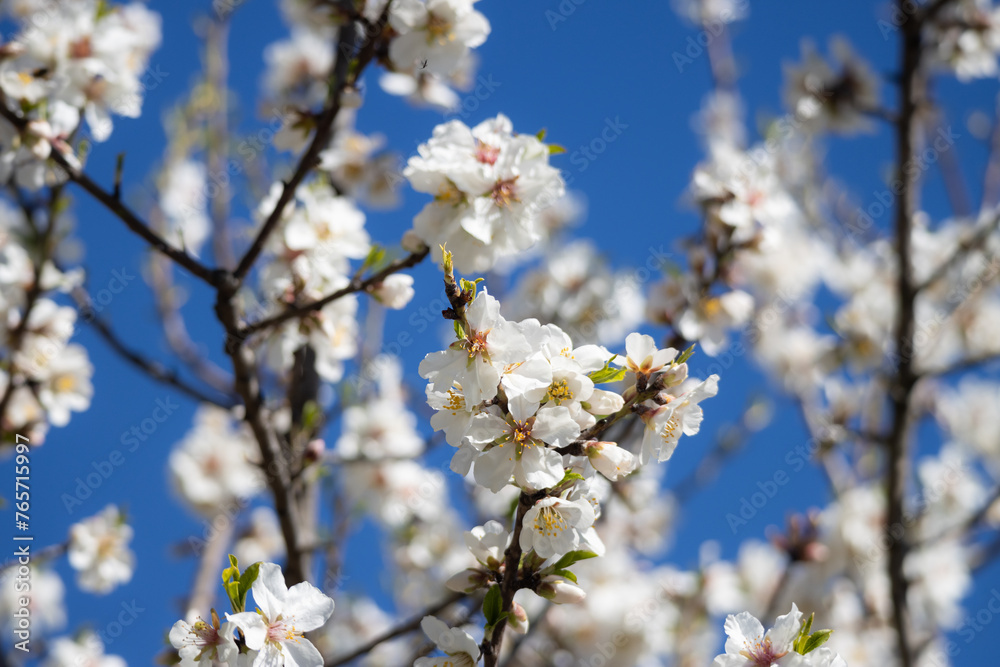 Branches of white almond blossom flowers blooming on tree with blurry nature and blue sky in background during spring season 