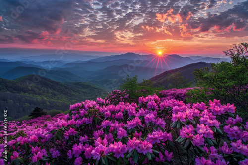 Mountains Catawba Rhododendron during a spring season sunset.