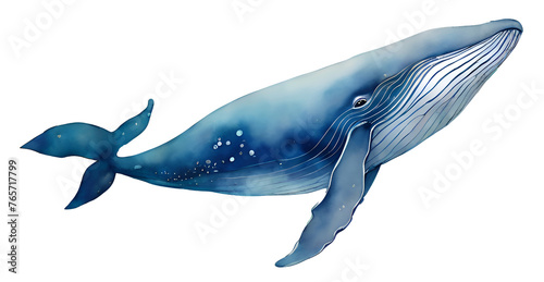 Watercolor and painting Blue whale