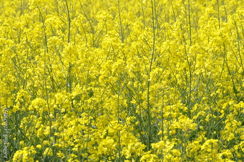 Rapeseed field in Brittany