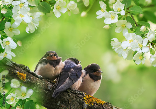 three village swallow chicks sit on a branch of a flowering tree in the sprin...