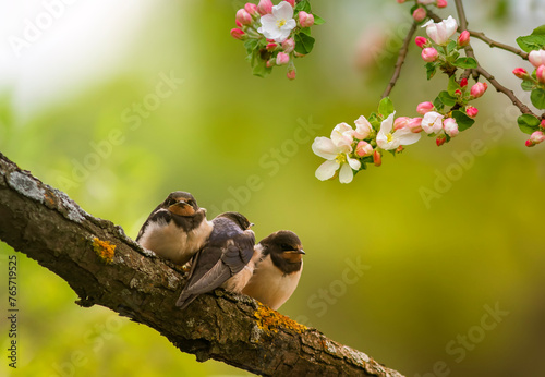 three village swallow chicks sit among the rosy flowering branches of an appl...