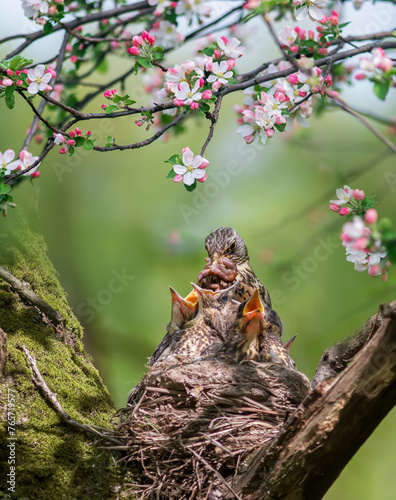 thrush bird has arrived at its nest in a tree and is feeding its chicks with ...