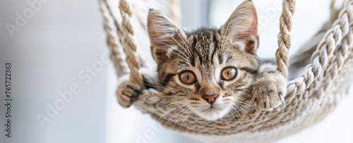 Cute little Kitten in suspended chair, cozy macramé swing. Pretty cat resting in hanging wicker basket, pet supplies, interior furniture, copy space.