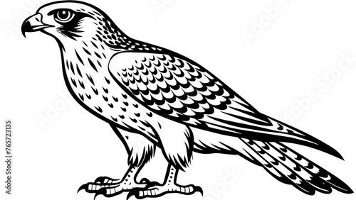 Birds and svg file