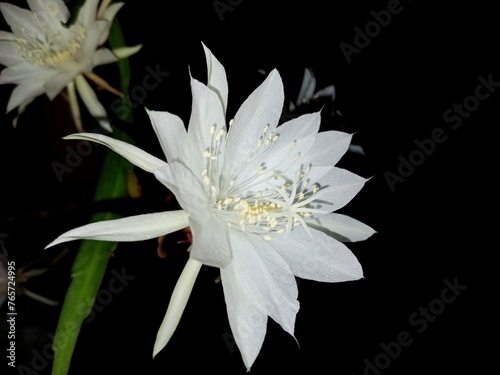 Wijaya kusuma white flower on black