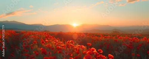 Beautiful field of red poppies in sunset light photo