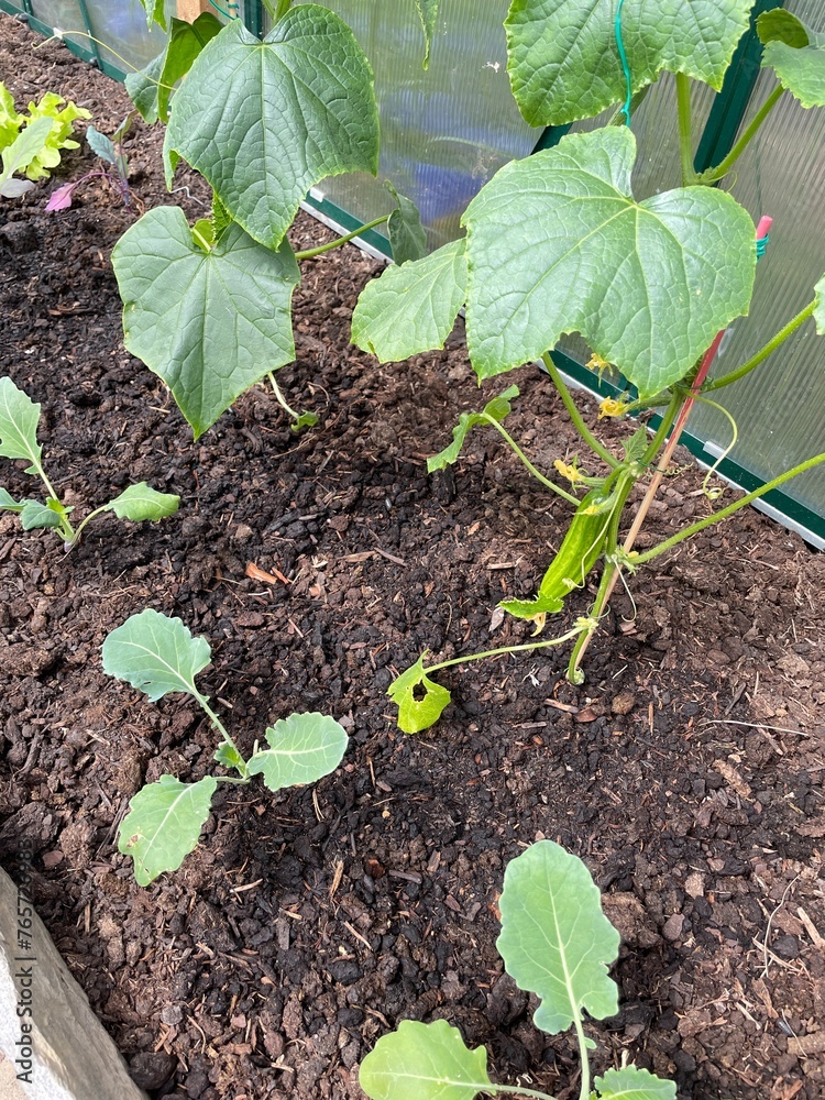 young cucumber plants in the greenhouse young cucumber plants in the greenhouse