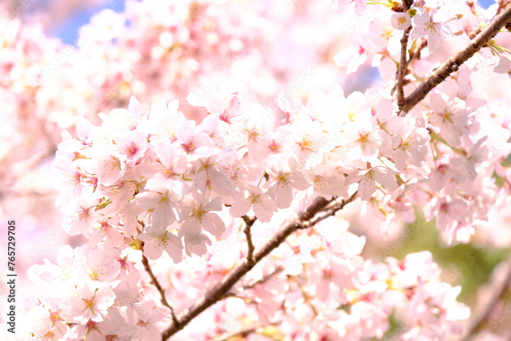 さくら　sakura