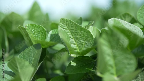 leaves with dew drops