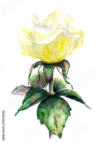 Raster isolated drawing of a yellow rose with leaves on the stem
