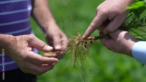 Person in the field looking at soybeans