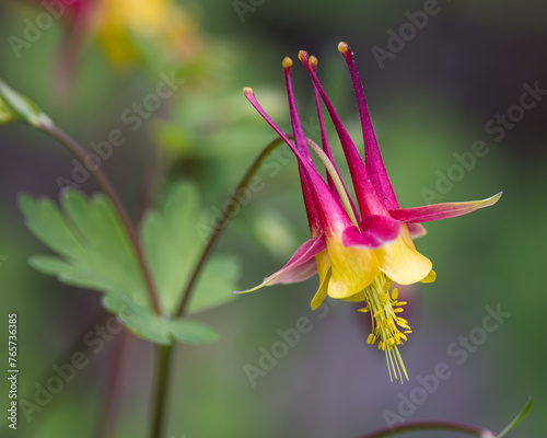 Red Columbine, Aquilegia canadensis