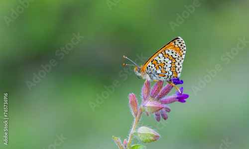 Red butterfly on flower, Glanville Fritillary, Melitaea cinxia