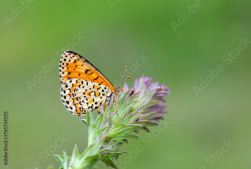 Beautiful iparhan butterfly   Melitaea trivia ( Syriaca ) © kenan