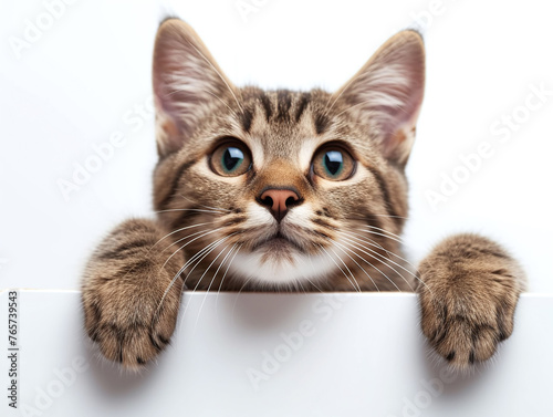 Happy cute grey kitten cat peeking out and hanging its paw on blank poster board against white background. Blank copyspace for text.