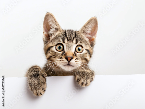 Happy cute grey kitten cat peeking out and hanging its paw on blank poster board against white background. Blank copyspace for text.