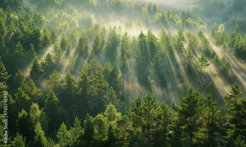 Aerial view of pine forest in the morning © Natalina