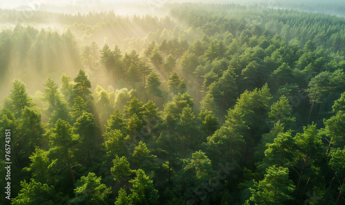 Aerial view of pine forest in the morning