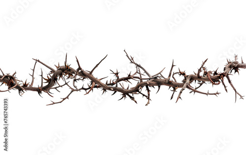 A Vine Snaking Through the Wild Isolated on Transparent Background.