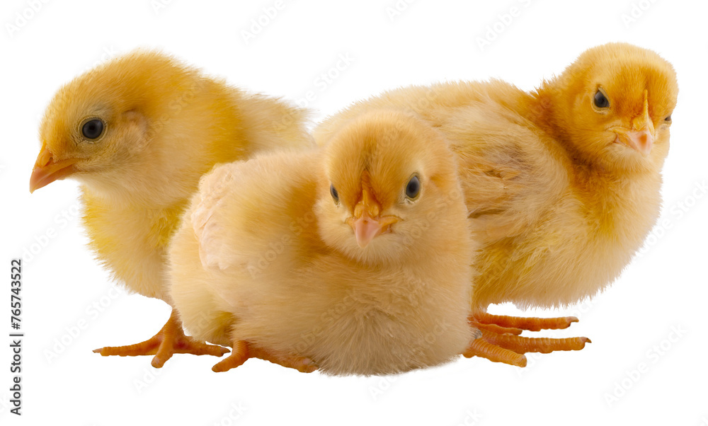 Fototapeta premium Three bright yellow chicks