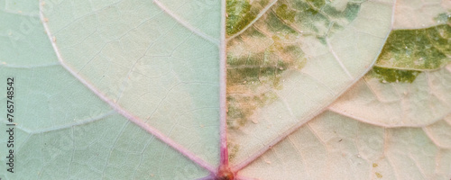 Close up of a Thespesia Populnea Variegated leaf for background or texture photo