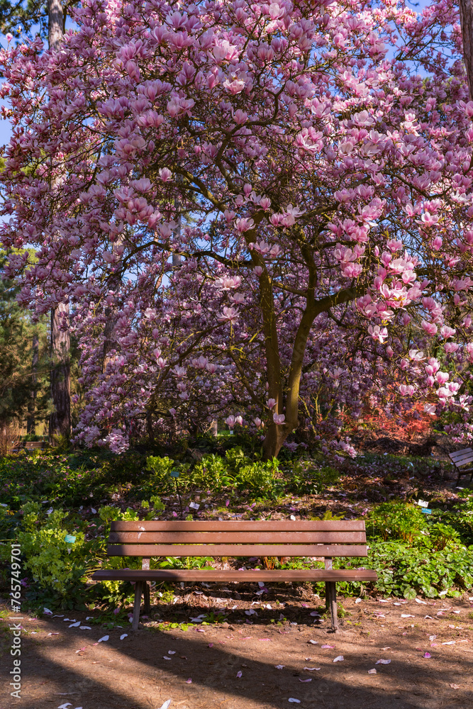 Naklejka premium arbre