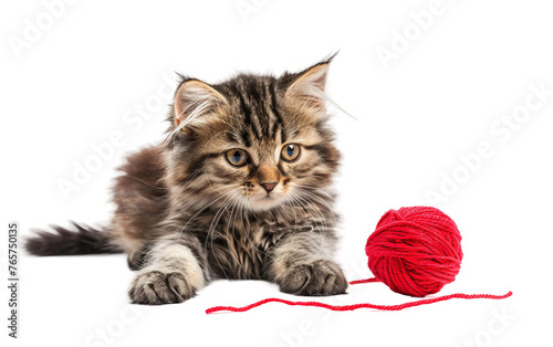 Playful Kitten and the Irresistible Yarn Ball Isolated on Transparent Background.