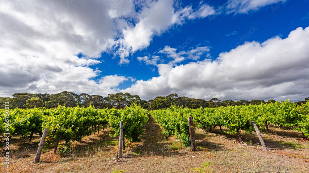 Vineyard on Kangaroo Island, South Australia