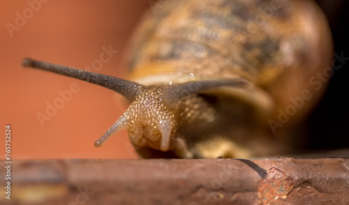 lumaca, chiocciola, snail, photo
