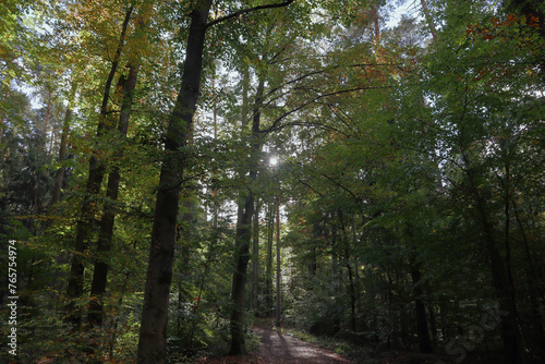 Wald  B  ume  Laubwald  Mystik  Natur  Bayern  Eichen  Buchen