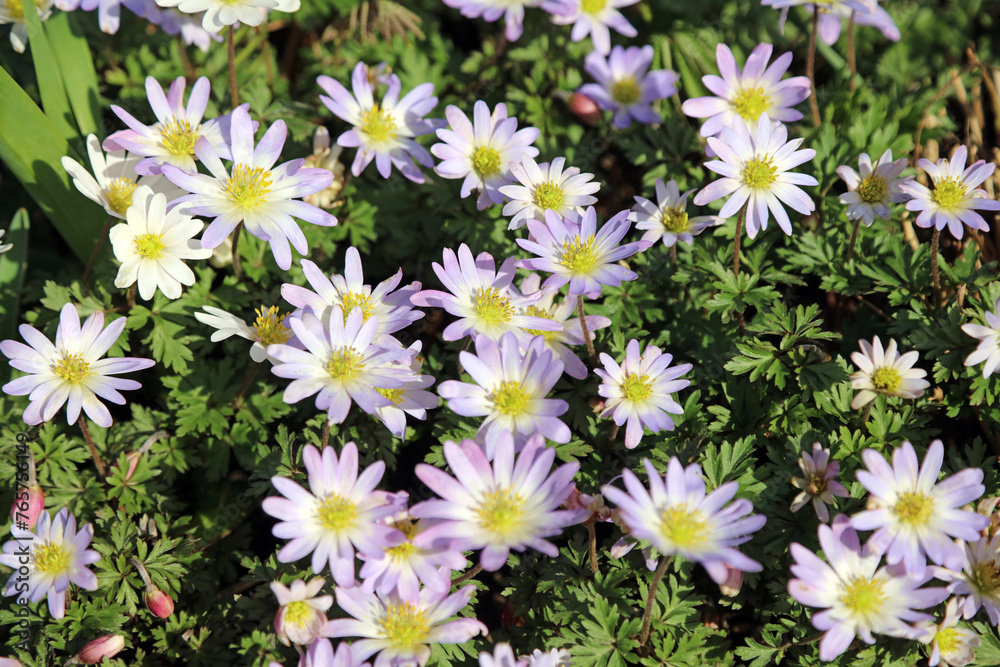 Macro image of purple and white Grecian Windflower flowers, Derbyshire England
